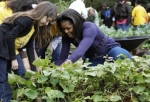 Rau khoai lang trong vườn nhà Tổng thống Obama